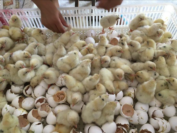 春季养鸡的预防和措施办法